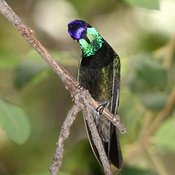 Magnificent Hummingbird